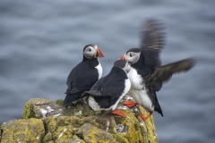 Puffins_W1