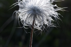 Pulsatilla-Pratensis