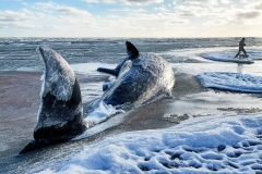 Strandet hval ved Ålbæk